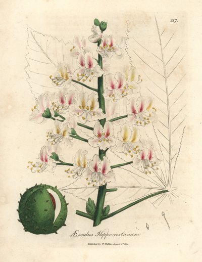 Růžový květ a plod jírovce, Aesculus hippocastanum od James Sowerby