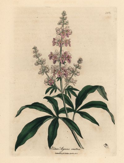 Růžový kvetoucí strom, Vitex Agnus Castus od James Sowerby