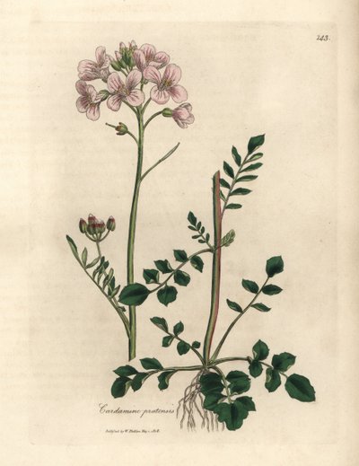 Růžově květovaná dámská halena nebo kukačka, Cardamine pratensis od James Sowerby