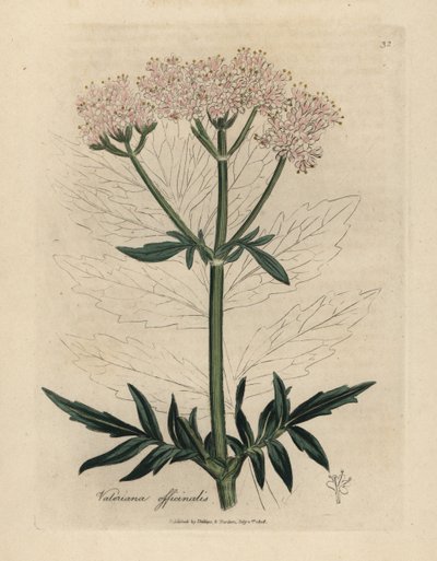 Růžově květovaný kozlík lékařský, Valeriana officinalis od James Sowerby
