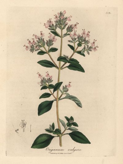 Růžově květovaná divoká majoránka, Origanum vulgare od James Sowerby