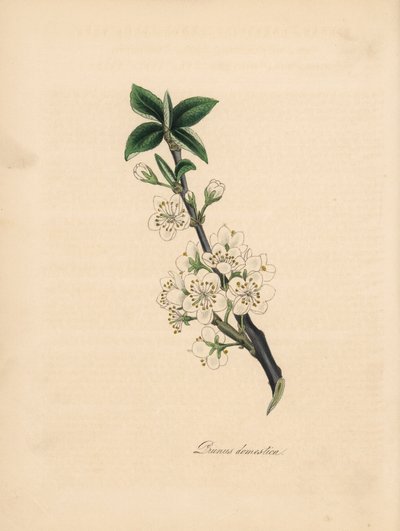 Švestka - Švestka obecná, Prunus domestica. Převzato z ilustrace Jamese Sowerbyho z „Lékařské botaniky“ Williama Woodvilla.“ Ručně kolorovaný zinkograf od C. Chabota nakreslený slečnou M. A. Burnett z jejího „“ Plantae Utiliores: or Illustrations of Usef od James Sowerby