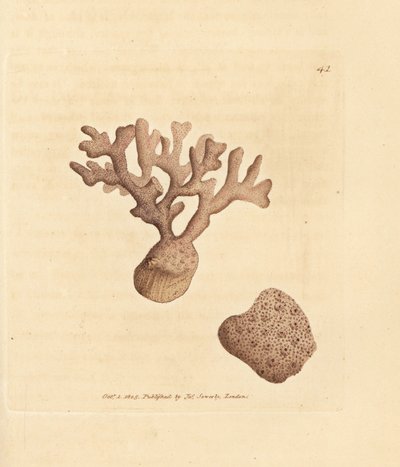 Porella kompresní (Millepora compressa). Ručně kolorovaná mědirytina od Jamese Sowerbyho z The British Miscellany nebo Barevné figurky nových, vzácných nebo málo známých zvířecích předmětů. od James Sowerby