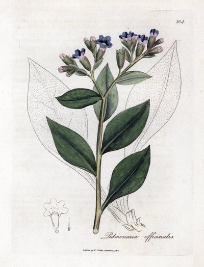 Plicník lékařský - Plicník lékařský, Pulmonia officinalis. Ručně kolorovaná mědirytina z botanické ilustrace Jamese Sowerbyho z Williama Woodvilla a Sira Williama Jacksona Hookera "" Medical Botany "," John Bohn, Londýn od James Sowerby
