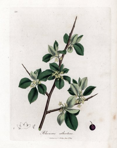 Rakytník pročisťující nebo pročisťující - Rakytník čistý, Rhamnus catharticus. Ručně kolorovaná mědirytina z botanické ilustrace Jamese Sowerbyho z Williama Woodvilla a Sira Williama Jacksona Hookera "" Medical Botany "," John Bohn, Londýn od James Sowerby