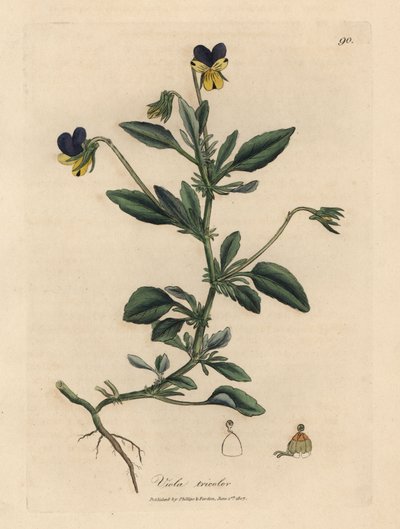 Fialová a žlutá maceška, Viola tricolor od James Sowerby