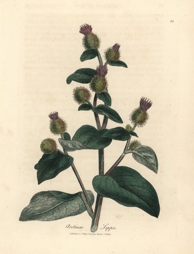 Fialově květovaný lopuch, Arctium lappa od James Sowerby