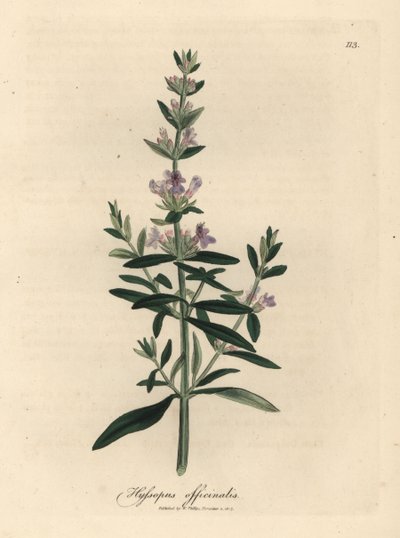 Fialově květovaný yzop, Hyssopus officinalis od James Sowerby