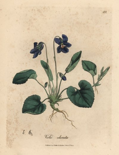 Fialově květovaná sladká fialka, Viola odorata od James Sowerby
