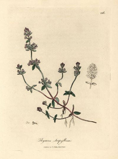 Fialově květovaný divoký tymián, Thymus serpyllum od James Sowerby