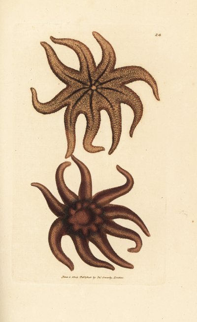Hvězda fialová, Solaster endeca (hvězdice devítipaprsková, Asterias endeca). Ručně kolorovaná mědirytina od Jamese Sowerbyho z The British Miscellany nebo Barevné figurky nových, vzácných nebo málo známých zvířecích předmětů. od James Sowerby