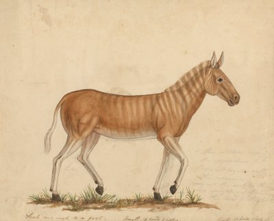 Quagga Zebra od James Sowerby