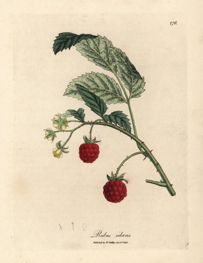 Malinový keř se zralým ovocem a žlutými květy, Rubus idaeus od James Sowerby