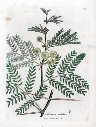 Red Gum - arabská guma, Acacia nilotica. Ručně kolorovaná mědirytina z botanické ilustrace Jamese Sowerbyho z Williama Woodvilla a Sira Williama Jacksona Hookera "" Medical Botany "," John Bohn, Londýn od James Sowerby
