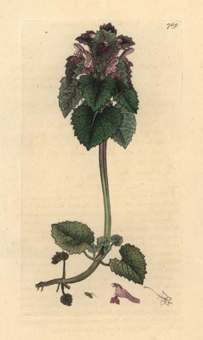 Červená kopřiva, Lamium purpureum Ručně kolorovaná mědirytina podle kresby Jamese Sowerbyho pro Anglickou botaniku Jamese Smithe od James Sowerby