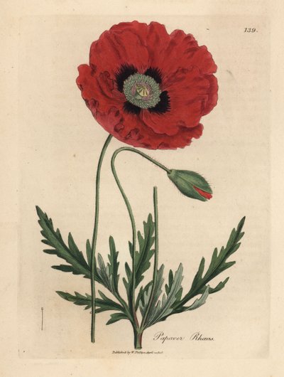 Červený nebo kukuřičný mák, Papaver rhoeas od James Sowerby