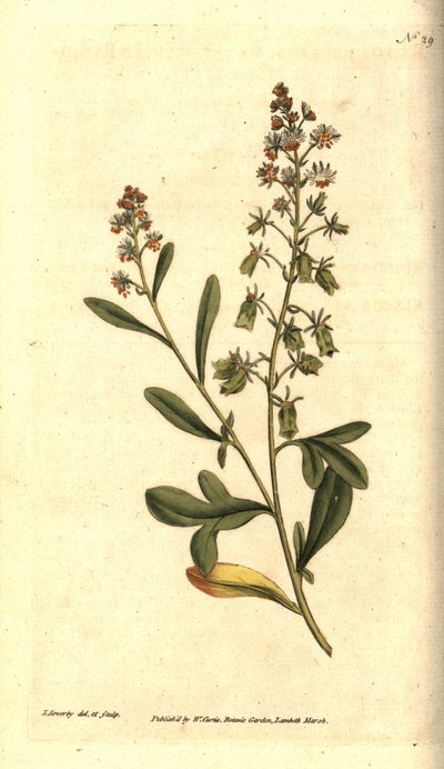 Reseda odorant - Reseda vonná nebo mignonette, Reseda odorata. Ručně kolorovaná mědirytina a botanická ilustrace od Jamese Sowerbyho z The Botanical Magazine Williama Curtise, Lambeth Marsh, Londýn od James Sowerby