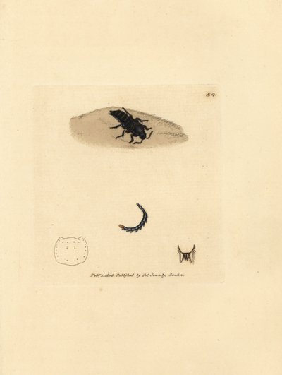 Rohovec, Velleius dilatatus (Staphylinus vroubkovaný, Staphylinus concolor). Ručně kolorovaná mědirytina od Jamese Sowerbyho z The British Miscellany, aneb barevné postavy nových, vzácných nebo málo známých zvířecích předmětů. od James Sowerby