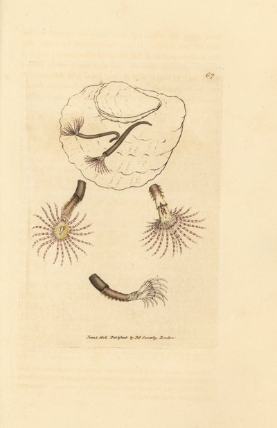Písečný červ s karmínovými tykadly, Amphitrite rosea. Ručně kolorovaná mědirytina od Jamese Sowerbyho z The British Miscellany nebo Barevné figurky nových, vzácných nebo málo známých zvířecích předmětů. od James Sowerby