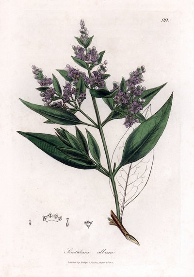 Sandalwood - indické santalové dřevo, Santalum album. Zranitelný. Ručně kolorovaná mědirytina z botanické ilustrace Jamese Sowerbyho z Williama Woodvilla a Sira Williama Jacksona Hookera "" Medical Botany "," John Bohn, Londýn od James Sowerby