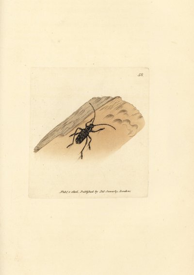 Brouk Sarosesthes fulminans (Cerambyx fulminans). Ručně kolorovaná mědirytina od Jamese Sowerbyho z The British Miscellany nebo Barevné figurky nových, vzácných nebo málo známých zvířecích předmětů. od James Sowerby