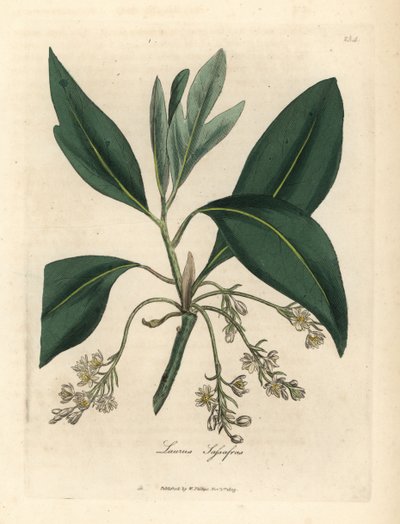 Sassafras strom, Laurus sassafras od James Sowerby