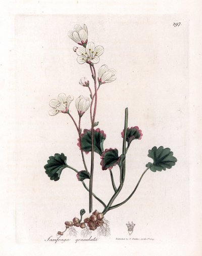 Lomikámen granule nebo bulbbles - Lomikámen bílý, Saxifraga granulata. Ručně kolorovaná mědirytina z botanické ilustrace Jamese Sowerbyho z Williama Woodvilla a Sira Williama Jacksona Hookera "" Medical Botany "," John Bohn, Londýn od James Sowerby