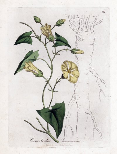 Scamonee - svlačec scammony, Convolvulus scammonia. Ručně kolorovaná mědirytina z botanické ilustrace Jamese Sowerbyho z Williama Woodvilla a Sira Williama Jacksona Hookera "" Medical Botany "," John Bohn, Londýn od James Sowerby