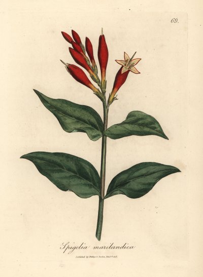 Šarlatově květovaná indická růžová, Spigelia marilandica od James Sowerby