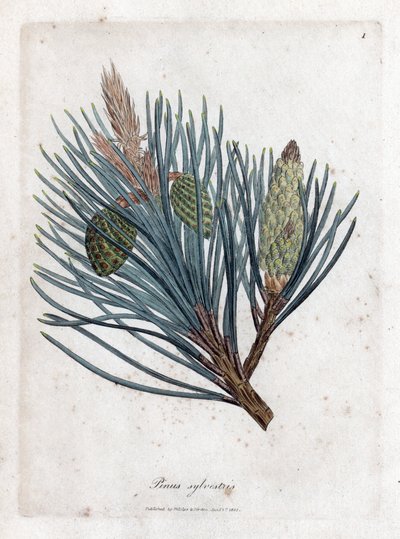 Borovice lesní - jedle lesní nebo borovice lesní, Pinus sylvestris. Ručně kolorovaná mědirytina z botanické ilustrace Jamese Sowerbyho z Williama Woodvilla a Sira Williama Jacksona Hookera "" Medical Botany "," John Bohn, Londýn od James Sowerby
