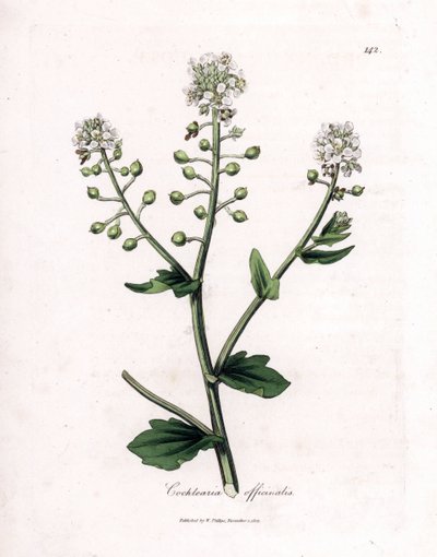 Scurvygrass, Cochlearia officinalis. Ručně kolorovaná mědirytina z botanické ilustrace Jamese Sowerbyho z Williama Woodvilla a Sira Williama Jacksona Hookera "" Medical Botany "," John Bohn, Londýn od James Sowerby