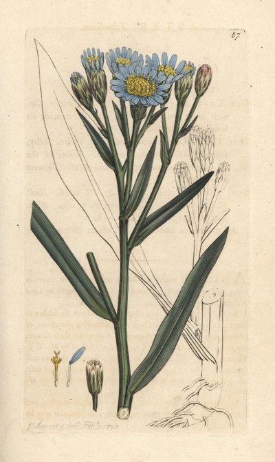 Hvězdnice mořská, Tripolium pannonicum subsp. tripolium (Starwort Sea, Aster tripolium) (Aster maritime) Ručně kolorovaná mědirytina podle ilustrace Jamese Sowerbyho z James Smith