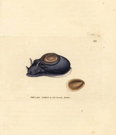 Mořský slimák nebo mořský zajíc, Aplysia punctata (Aplysia hybrida). Ručně kolorovaná mědirytina od Jamese Sowerbyho z The British Miscellany nebo Barevné figurky nových, vzácných nebo málo známých zvířecích předmětů. od James Sowerby