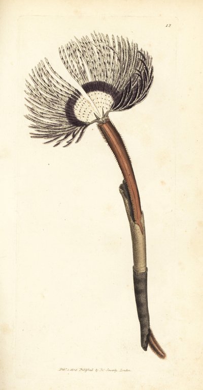 Mořský červ, Amphitrite ventilabrum. Ručně kolorovaná mědirytina od Jamese Sowerbyho z The British Miscellany nebo Barevné figurky nových, vzácných nebo málo známých zvířecích předmětů. od James Sowerby
