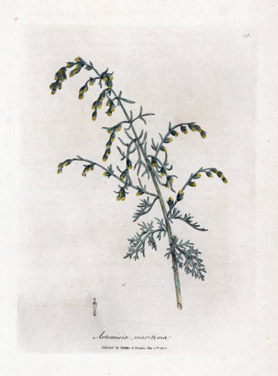 Pelyněk mořský, Artemisia maritima. Ručně kolorovaná mědirytina z botanické ilustrace Jamese Sowerbyho z Williama Woodvilla a Sira Williama Jacksona Hookera "" Medical Botany "," John Bohn, Londýn od James Sowerby
