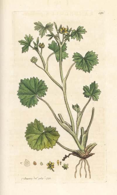 Pryskyřník malokvetý, Ranunculus parviflorus (pryskyřník) Ručně kolorovaná mědirytina podle ilustrace Jamese Sowerbyho z James Smith