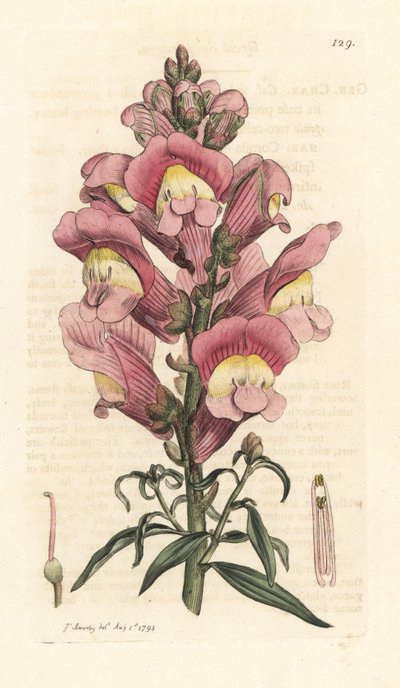 Snapdragon, Antirrhinum majus Ručně kolorovaná mědirytina podle ilustrace Jamese Sowerbyho z James Smith