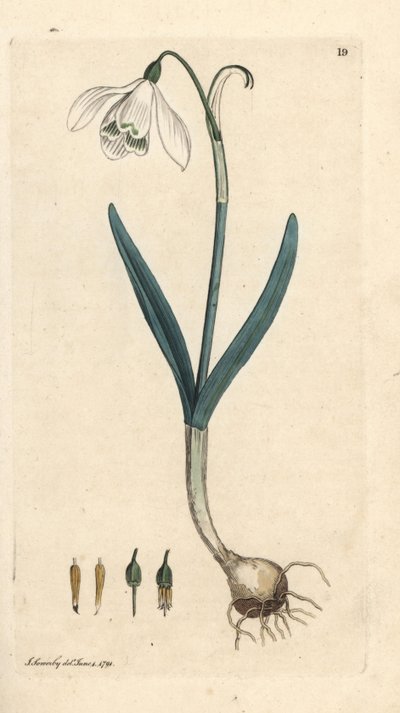 Sněženka, Galanthus nivalis. Ručně kolorovaná mědirytina podle ilustrace Jamese Sowerbyho z James Smith