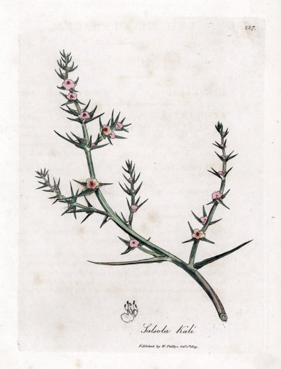 Soda brulee - Slaninka ostnitá, Kali turgida. Ručně kolorovaná mědirytina z botanické ilustrace Jamese Sowerbyho z Williama Woodvilla a Sira Williama Jacksona Hookera "" Medical Botany "," John Bohn, Londýn od James Sowerby