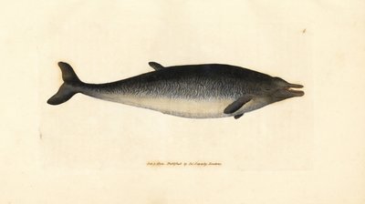 Sowerbyho zobák, Mesoplodon bidens (Physeter bidens, vorvaň dvouzubý). Ručně kolorovaná mědirytina od Jamese Sowerbyho z The British Miscellany nebo Barevné figurky nových, vzácných nebo málo známých zvířecích předmětů. od James Sowerby