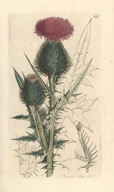 Bodlák kopinatý, Cirsium vulgare (Carduus lanceolatus) (Carduus lanceolatus) Ručně kolorovaná mědirytina podle ilustrace Jamese Sowerbyho z James Smith