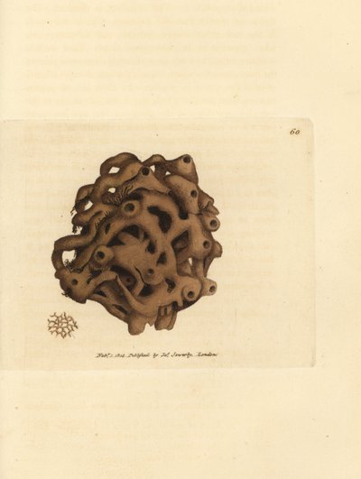 Houba, Haliclona cinerea (zrušená houba, Spongia cancellata). Ručně kolorovaná mědirytina od Jamese Sowerbyho z The British Miscellany nebo Barevné figurky nových, vzácných nebo málo známých zvířecích předmětů. od James Sowerby