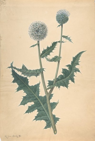 Studie bodláku před rokem 1822. od James Sowerby