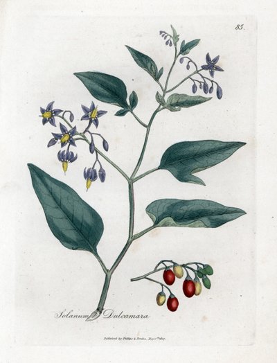 Sladká hořká nebo sladká hořká noc - Woody Nightshade, Solanum Dulcamara. Ruční gravírování měděné desky z botanické ilustrace Jamese Sowerbyho z Williama Woodville a „lékařské botaniky sira Williama Jacksona Hookera“, „John Bohn, Londýn od James Sowerby