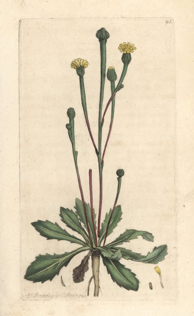 Swinův sucory, Arnoseris minima (Hyoseris minima). Ručně kolorovaná mědirytina podle ilustrace Jamese Sowerbyho z James Smith