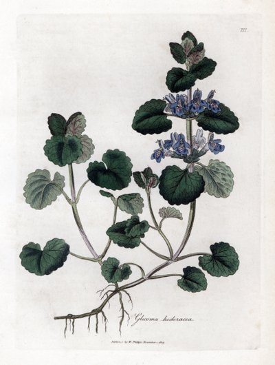 Břečťan zemní - Břečťan zemní, Glecoma hederacea. Ručně kolorovaná mědirytina z botanické ilustrace Jamese Sowerbyho z Williama Woodvilla a Sira Williama Jacksona Hookera "" Medical Botany "," John Bohn, Londýn od James Sowerby
