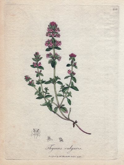 Tymián (brzlíkový vulgaris). Ruční gravírování mědi z ilustrace Jamese Sowerbyho. Výňatek z knihy Williama Woodville a Sir William Jackson Hooker ”” Botanique Medicinale ”” 1832. Neúspěšný Sowerby (1757-1822) nakreslil více než 2500 pl od James Sowerby