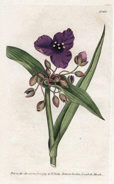 Tradescantia ou setcreasee - Litografie od Jamese Sowerbyho (1757-1822), z botanického časopisu Williama Curtise (1746-1799) od James Sowerby