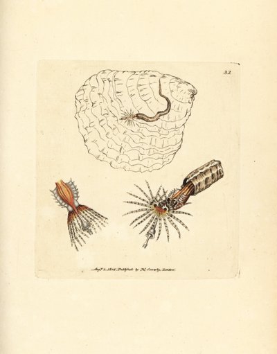 Trubkotvorný kroužkovec vějířovitý, Spirobranchus triqueter. Ručně kolorovaná mědirytina od Jamese Sowerbyho z The British Miscellany nebo Barevné figurky nových, vzácných nebo málo známých zvířecích předmětů. od James Sowerby