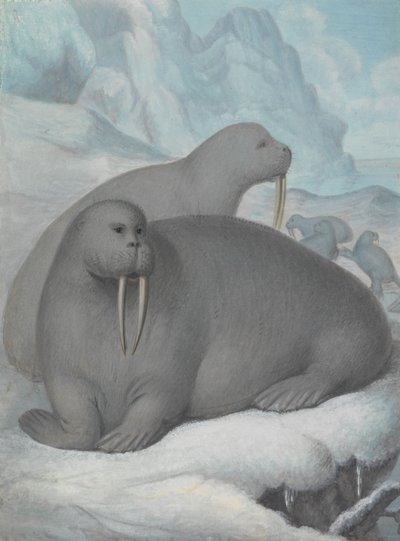  od James Sowerby